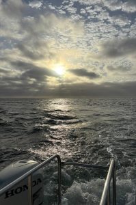 Dolphin Katamarantour & Sandwich Harbour