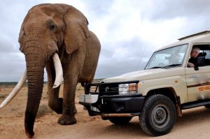 Addo Elefant Nationalpark