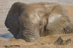 Kwantu Private Game Reserve