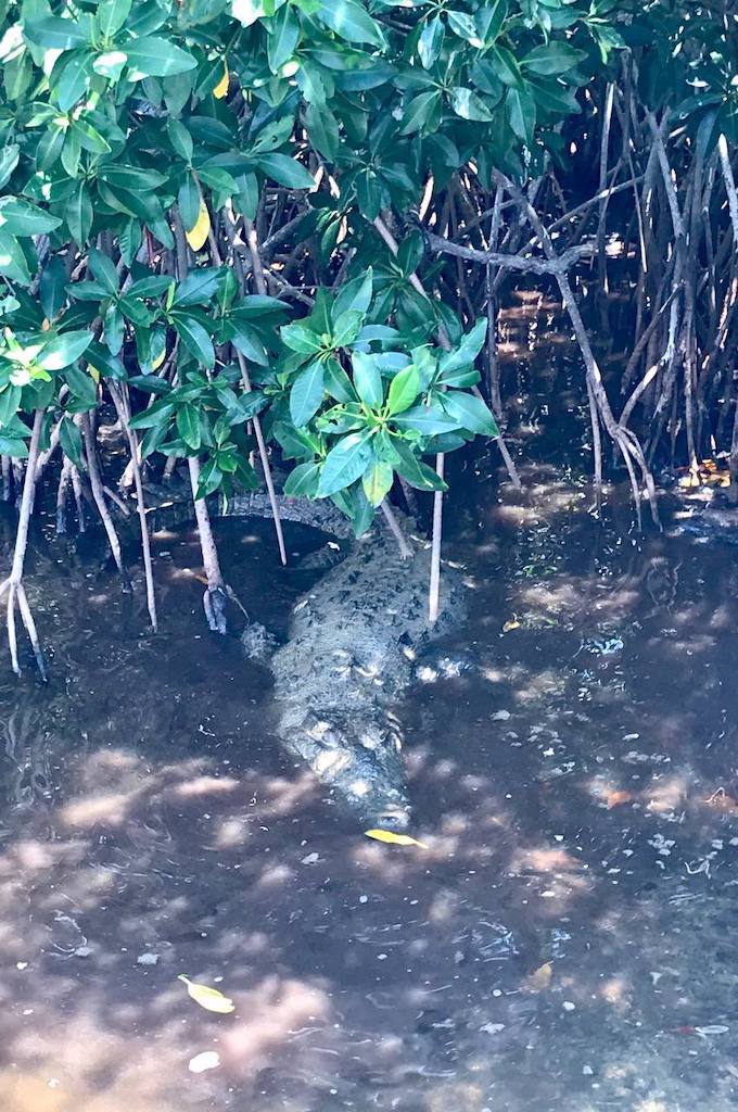 Krokodile in Mangover Inselrundfahrt Cozumel