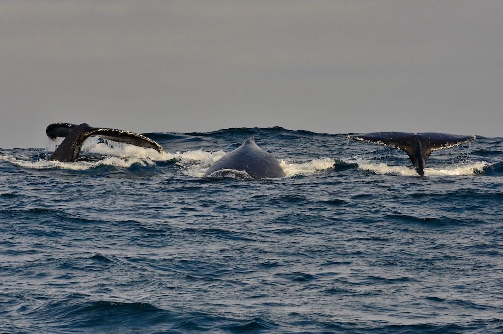 Wale Wal-, Delfin & Pinguin-Inseltour