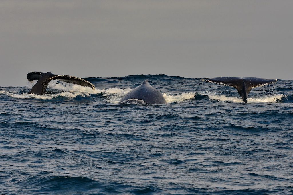 wale Wal/Delfin/Pinguin Inseltour