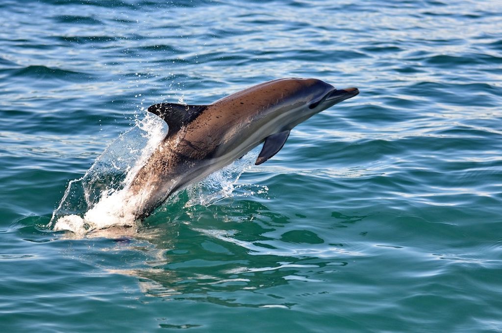 Delfin Wal-, Delfin & Pinguin-Inseltour