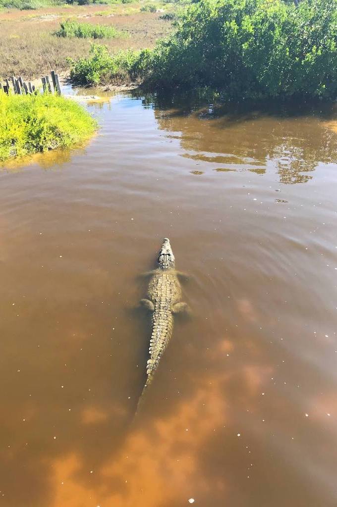 Krokodile Inselrundfahrt Cozumel
