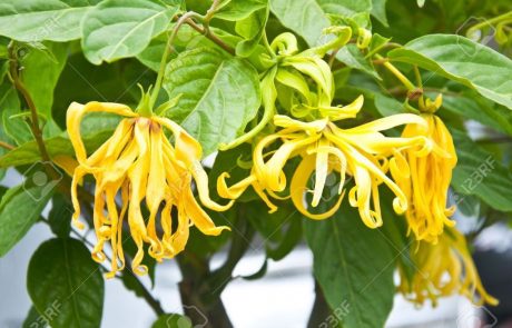 ylang-ylang-flower-on-tree-for-the-manufacture-of-essential-oil Blühender Ylang-Ylang-Zweig auf Nosy Be