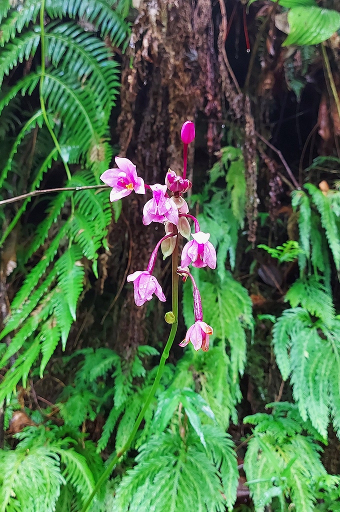 Tagestour auf Dominica