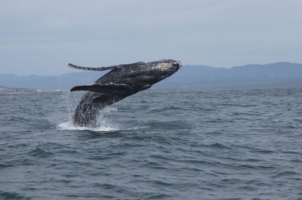 Wal Wal-, Delfin & Pinguin-Inseltour