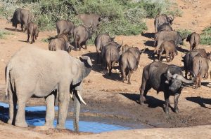 Kwantu Private Game Reserve