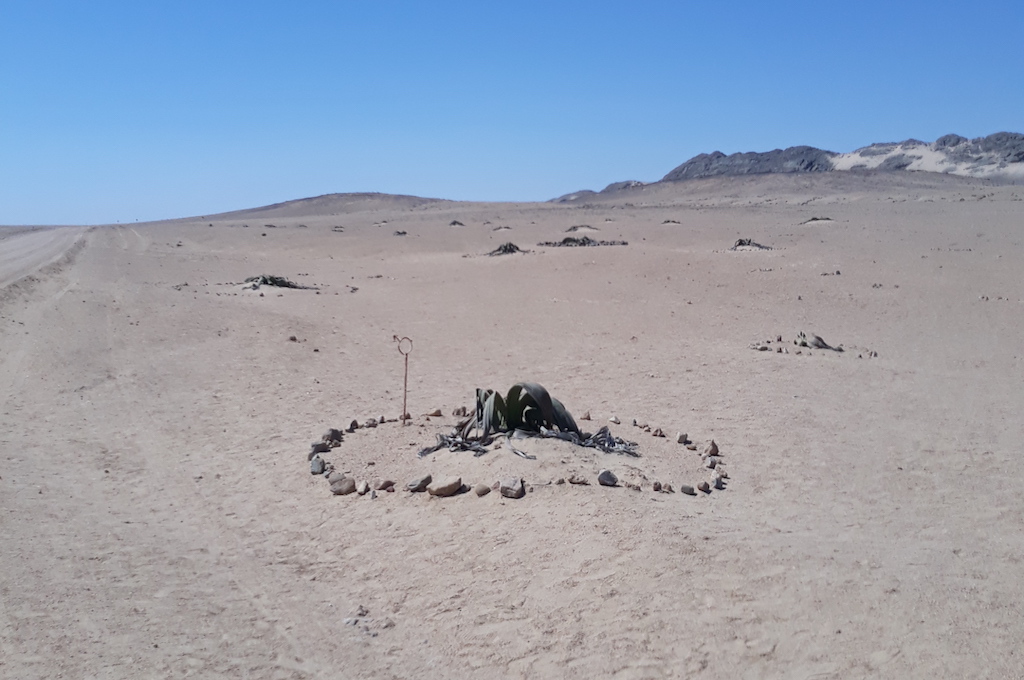 Welwitschiasfläche Welwitschia Tour