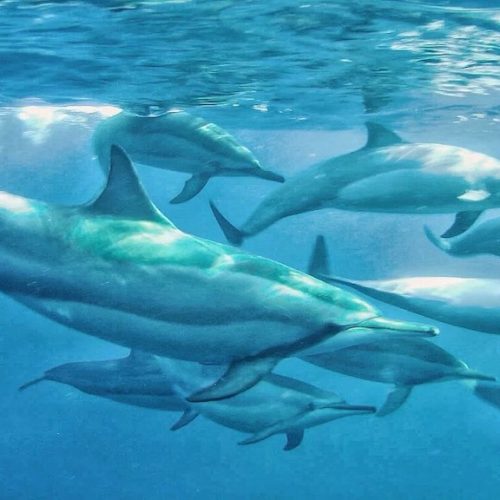 Delfinsichtung Mauritius