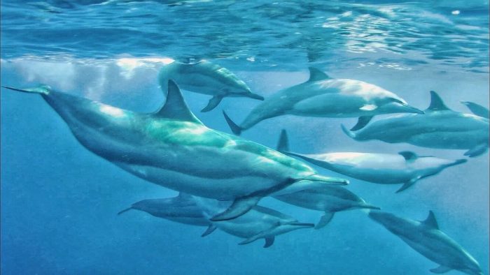 Delfinsichtung Mauritius