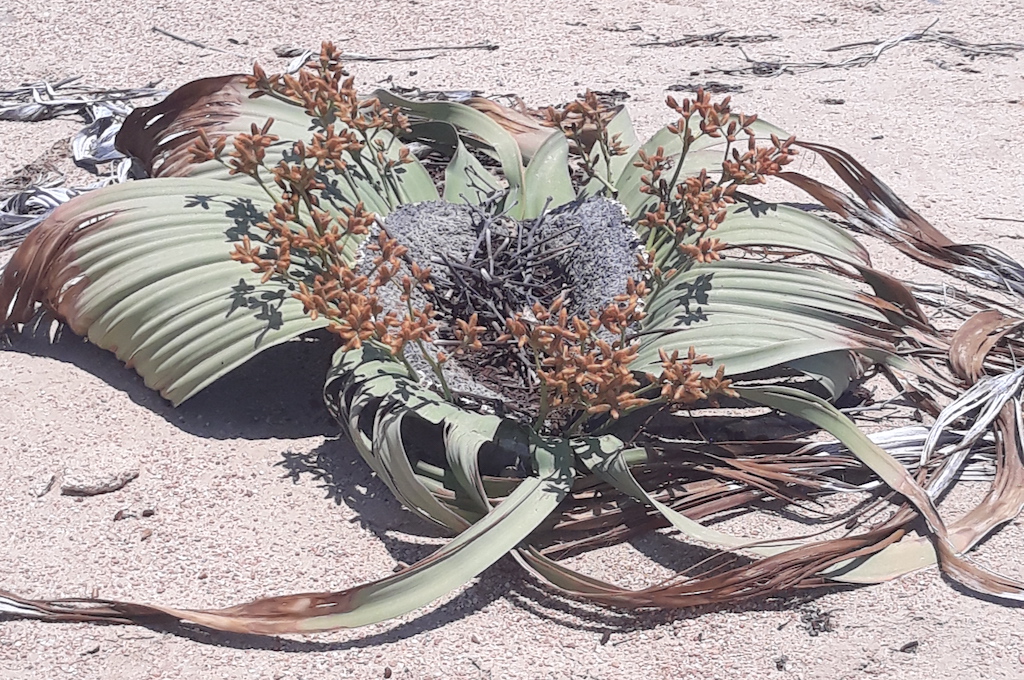 männliche Welwitschia Welwitschia Tour