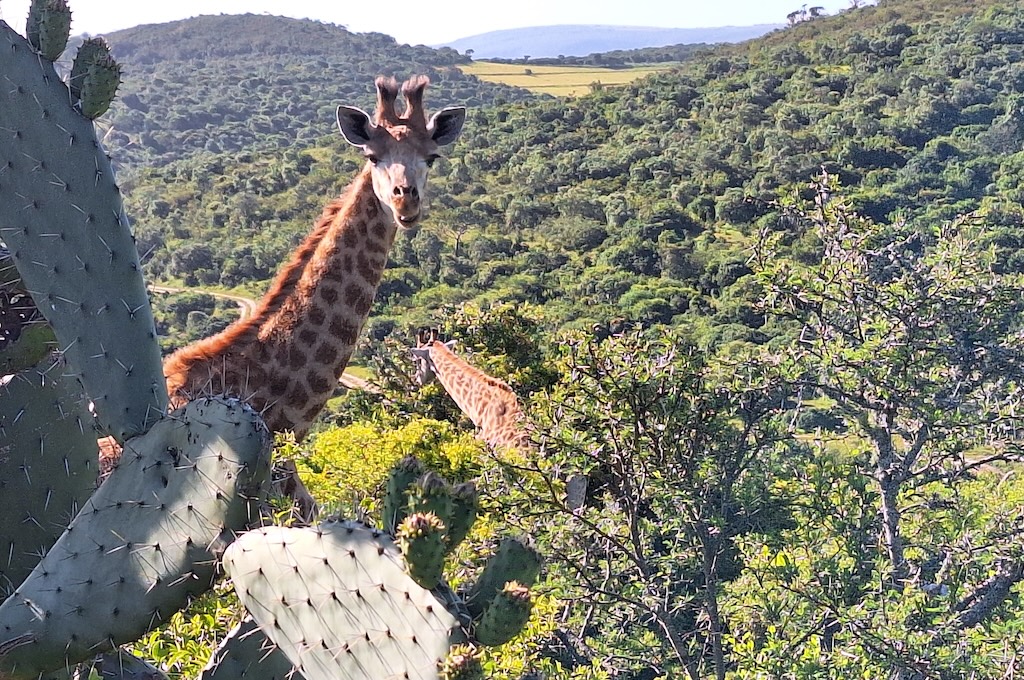 Giraffe Walking with Giants