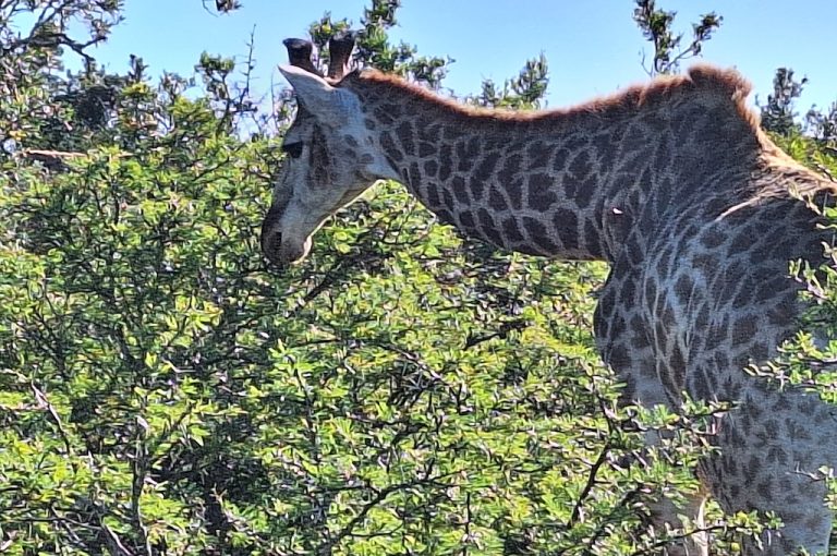 Giraffes seen on foot near Port Elizabeth