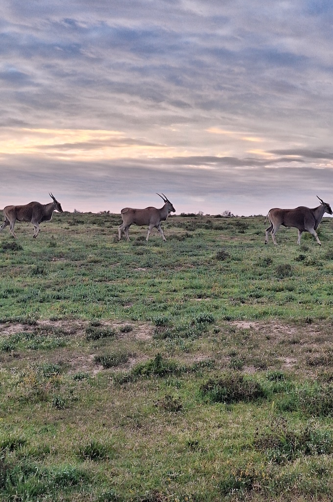 Antilopen Safari im privaten Big 5 Reservat Bellevue