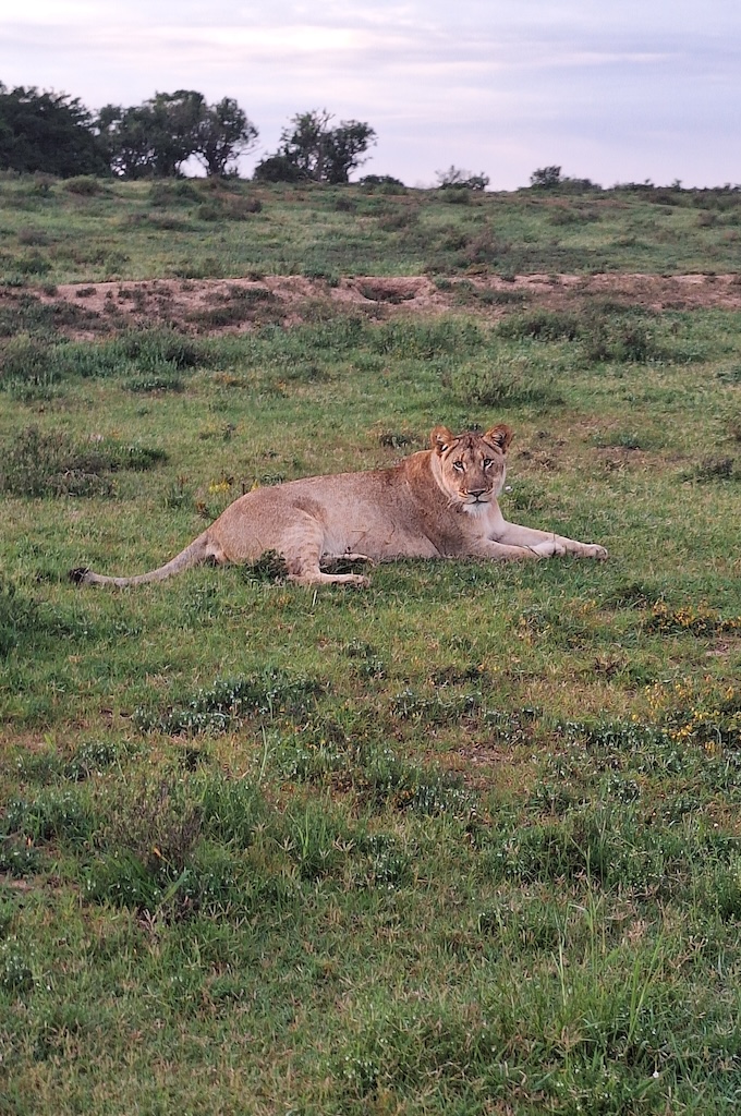 Löwin Safari im privaten Big 5 Reservat Bellevue