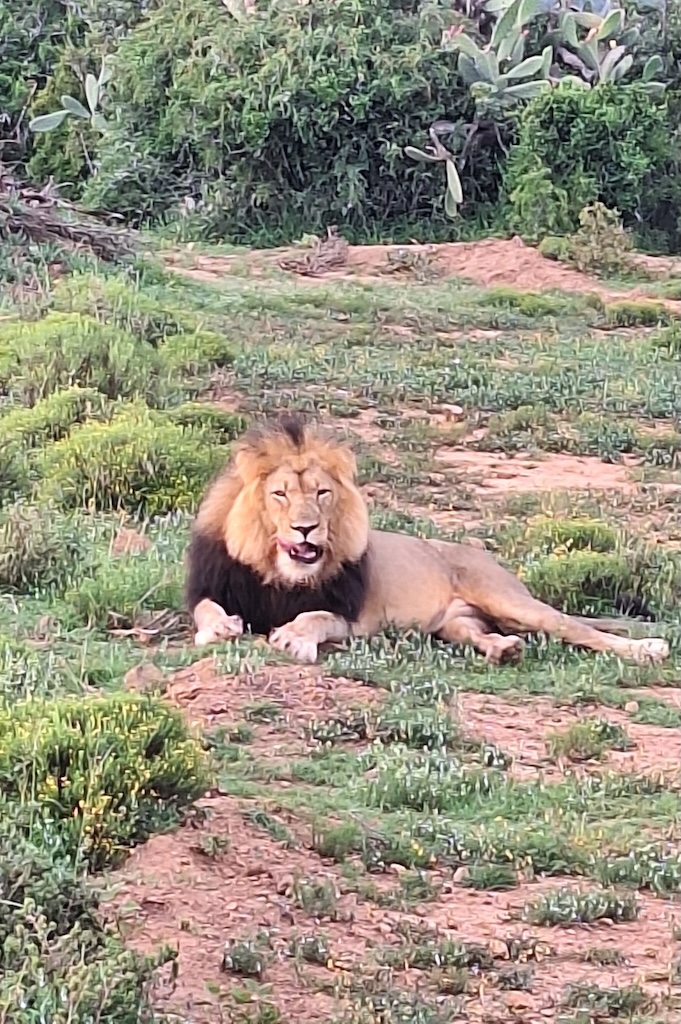 Löwe Safari im privaten Big 5 Reservat Bellevue