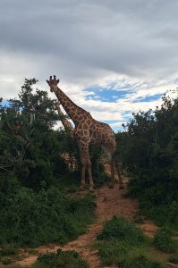 Safari im privaten Big 5 Reservat Bellevue