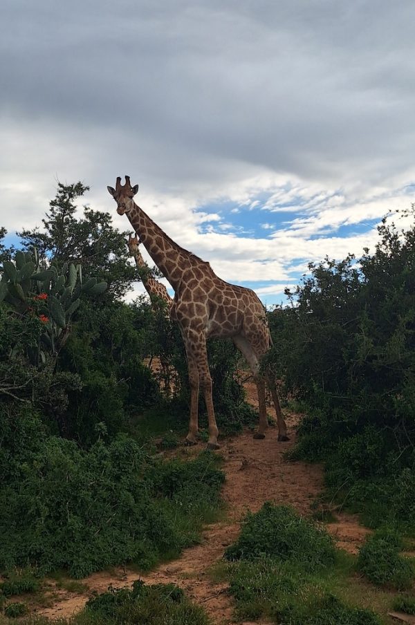 Giraffe encounter at the Bellevue reserve near Port Elizabeth