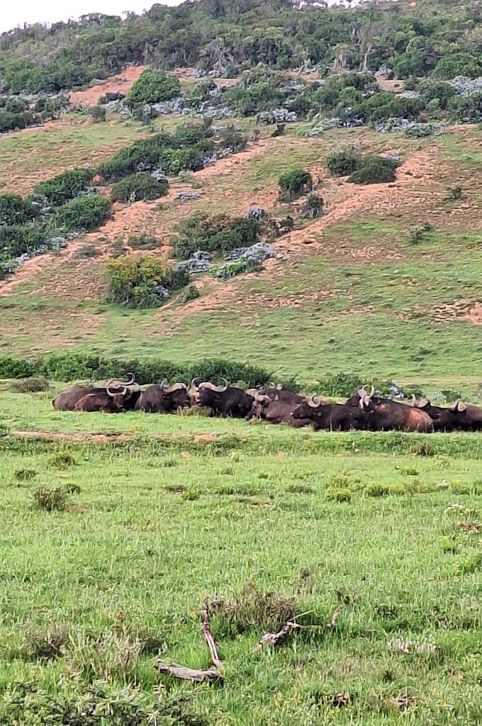 Buffel Safari im privaten Big 5 Reservat Bellevue