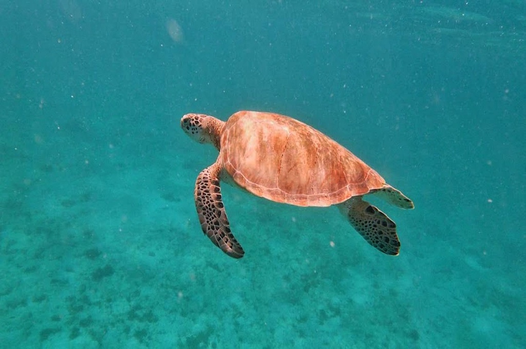 Schildkröte Private Luxus Katamarantour auf St. Lucia