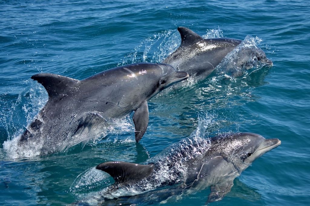 Delfine Wal-, Delfin & Pinguin-Inseltour
