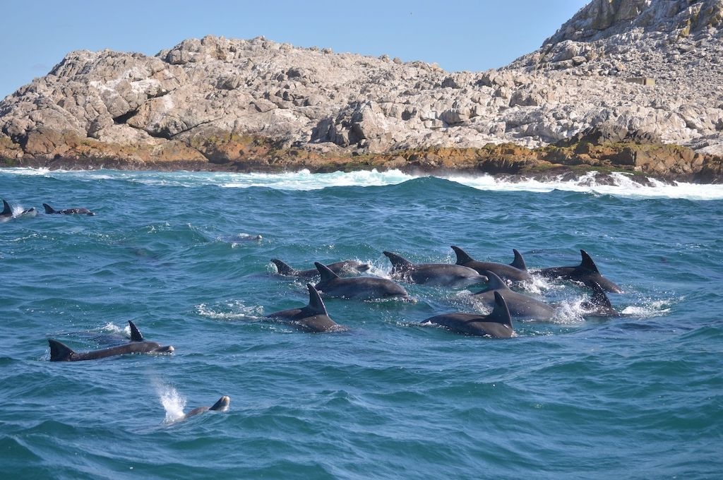 Delfine Wal-, Delfin & Pinguin-Inseltour