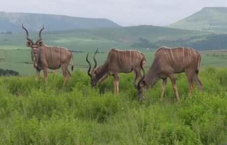Antilopas Drei Kudus äsen vor grüner Hügellandschaft