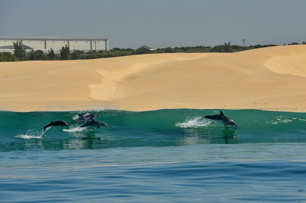 Delfine Wal-, Delfin & Pinguin-Inseltour