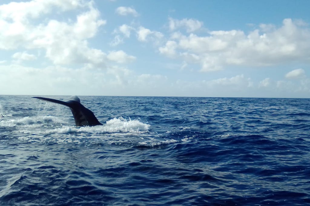 Walbeobachtung & Delfintour