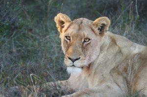 Kwantu Private Game Reserve