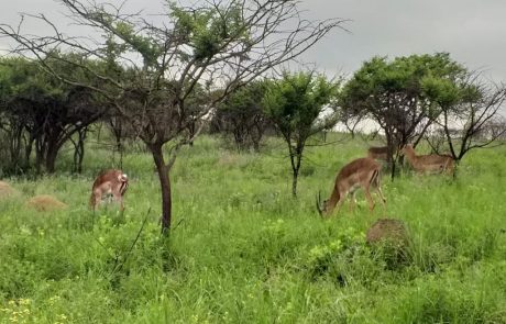 antilopas Impalas grasen unter Akazien im Tala-Wildreservat