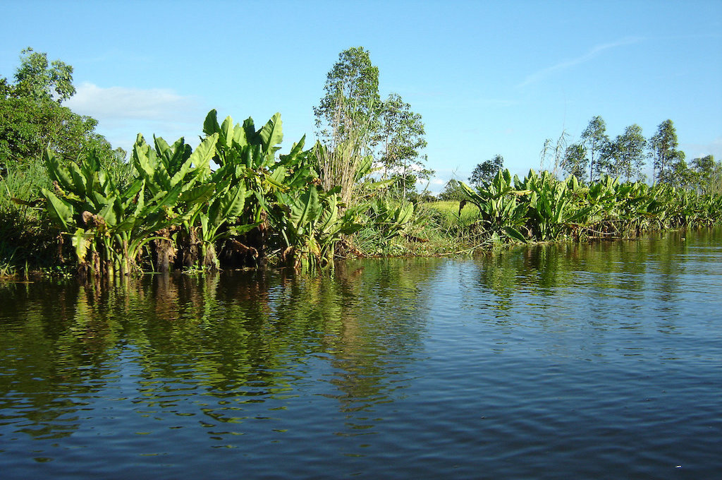 Mangroven von pangalan Pangalan Kanal