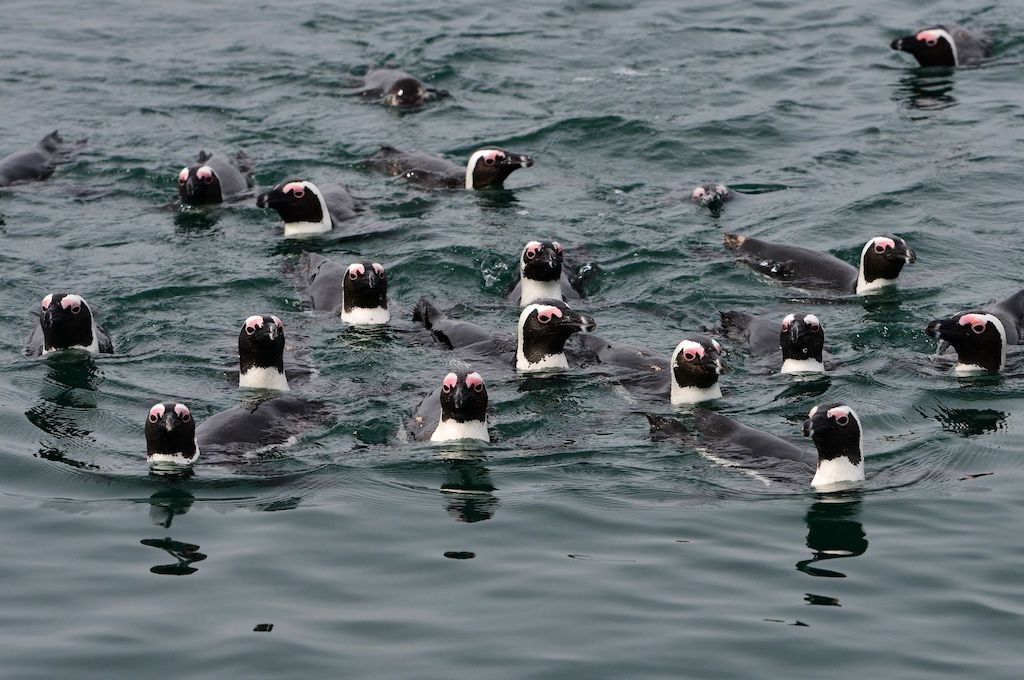 Pinguine Wal-, Delfin & Pinguin-Inseltour