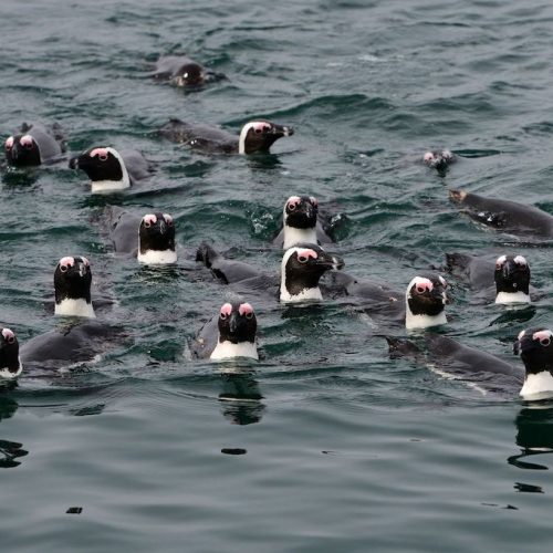Wal/Delfin/Pinguin Inseltour