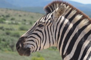 Kwantu Private Game Reserve