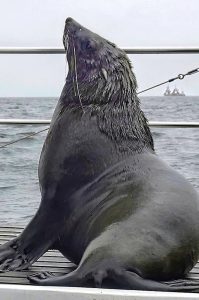 Dolphin Katamarantour & Sandwich Harbour