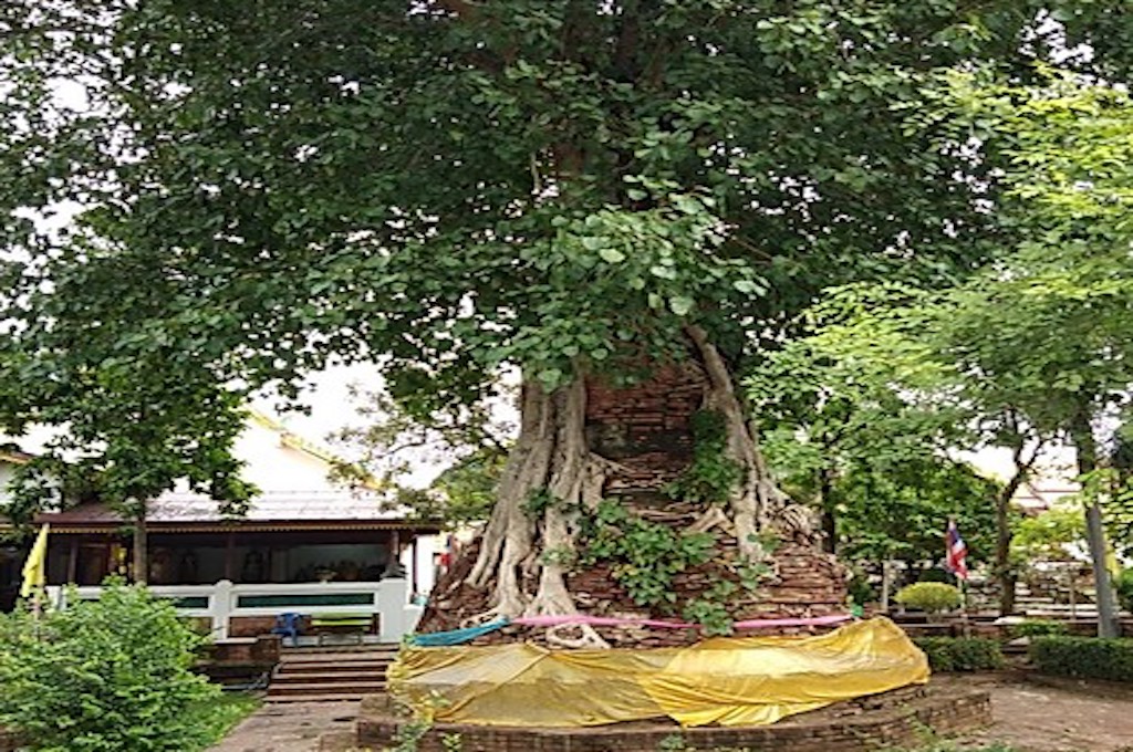 Pho Baum in Wat Na Phra Men Die Tempelanlagen von Ayutthaya