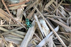 Frosch Costa Rica