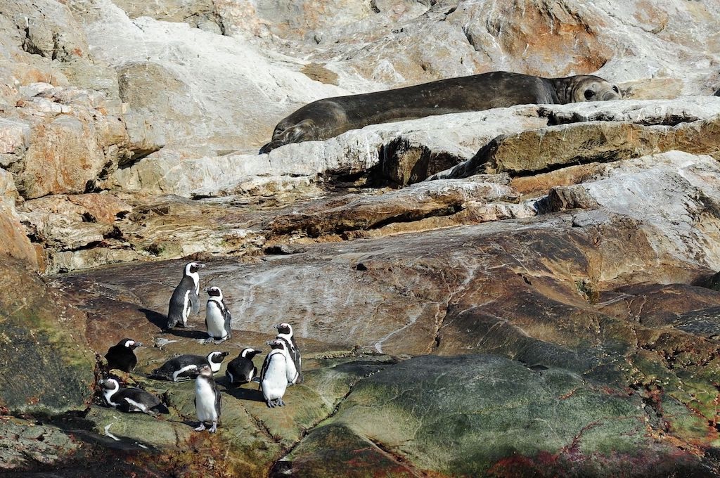Pinguine Wal-, Delfin & Pinguin-Inseltour