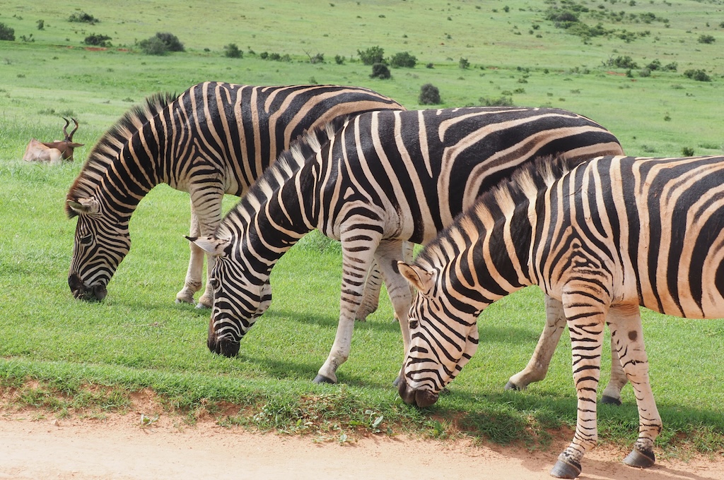 Zebras Graue Riesen Tour
