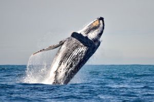 Wal-, Delfin & Pinguin-Inseltour