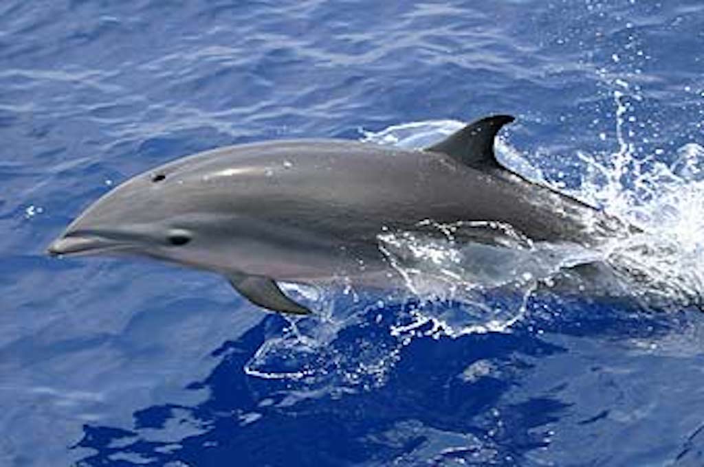 Delfin- und Wahlbeobachtung-St. Lucia