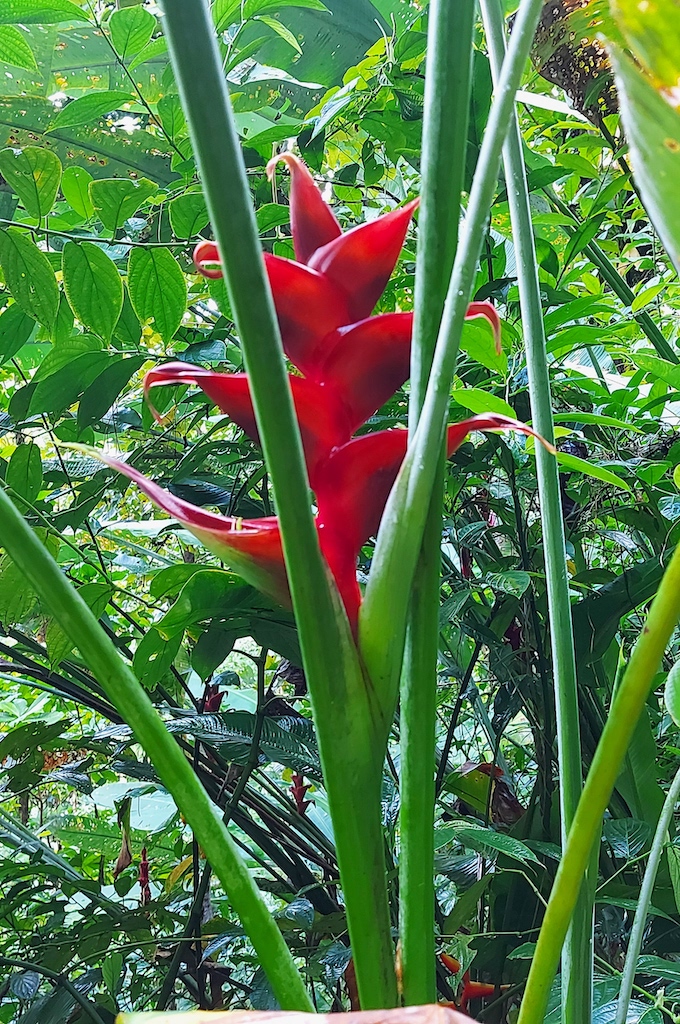 Tagestour auf Dominica