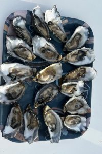 Dolphin Katamarantour & Sandwich Harbour