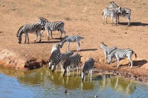 Addo Elefant Nationalpark