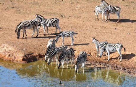 Addo Elephant National Park safaris Zebraherde trinkt am Wasserloch im Addo Elephant Park