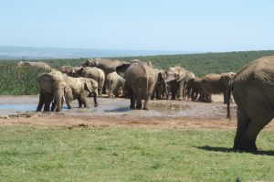 Addo Elefant Nationalpark