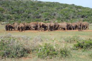 Addo Elefant Nationalpark