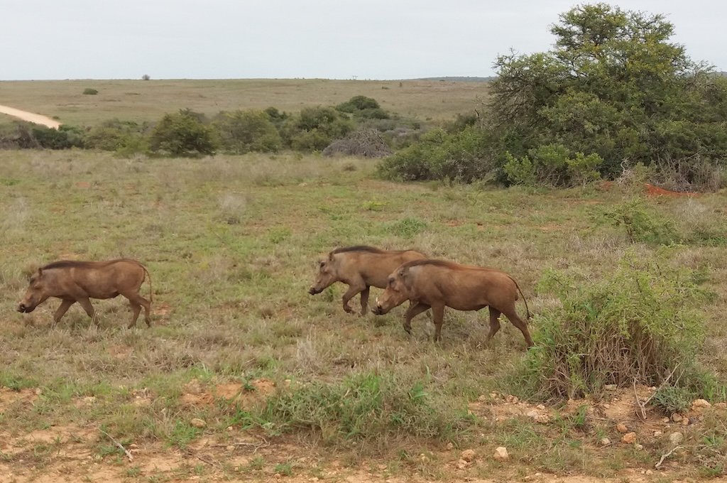 Addo Addo Elephant Park im offenem Fahrzeug